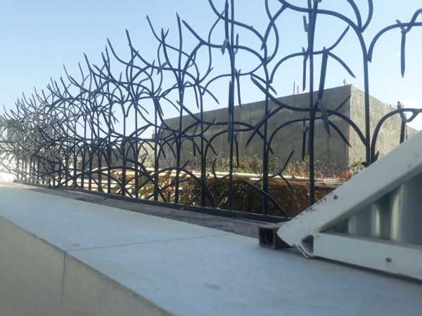 حفاظ شاخ گوزنی , شاخ گوزنی ، قیمت حفاظ شاخ گوزنی , حفاظ دیوار , حفاظ روی دیوار , حفاظ ساختمان , حفاظ منزل , حفاظ